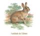 Rabbit_130mmx1un.jpg