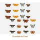 D_Mix_Of_Butterflies_35mmx24un_A.JPG